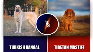 TİBETAN MASTİFF VS KANGAL [upl. by Yenatirb]