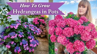 How To Grow Hydrangeas In Pots  Complete Care Guide [upl. by Nosahc166]