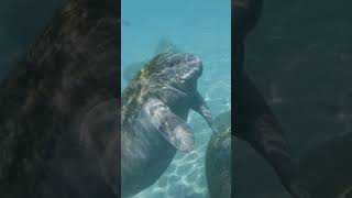 🌊 Meet the Adorable Sea Cow Florida Manatees 🐋  USA Travel [upl. by Epps337]