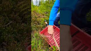 My special tools for picking berries harvesting cranberry lingonberry berryfarm fruit [upl. by Godard]