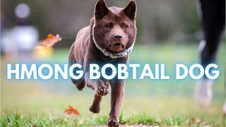 Hmong Bobtail Dog  TOP 10 Interesting Facts [upl. by Capriola]