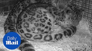 Adorable moment two lovedup snow leopards cuddle up together [upl. by Ettennor]