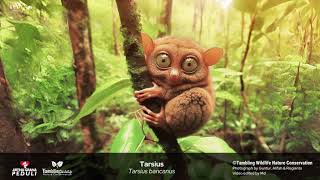 The Secret Life of Sumatras Tarsius bancanus  A Journey into the Twilight Forests [upl. by Launam937]