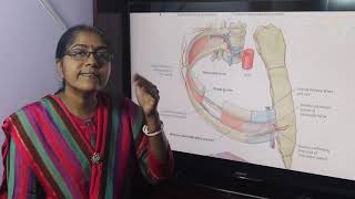 Lecture On Intercostal Nerve [upl. by Zampardi492]