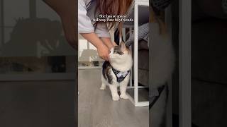 But she’s the only cat girlfriend they got 🤣❤️ shortvideo shortsfeed cats [upl. by Nyllek13]