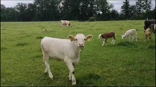 Kuherde auf dem Bauernhof farmlife youtube 2 [upl. by Ciri335]