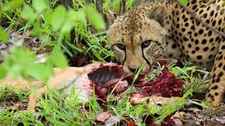 Cheetah feeding on a Steenbok [upl. by Siriso]