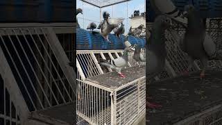 Trapping after flying pigeon pigeonfan bird racingpigeons pigeontraining pigeontrap trapdoor [upl. by Ynaitirb]