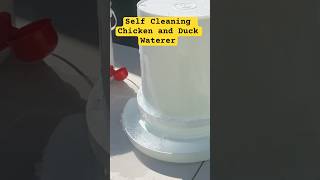 SELF CLEANING Chicken and Duck Waterer [upl. by Ginsburg]