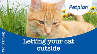 How To Let Your Cat Outside For The First Time  Petplan [upl. by Yngiram]