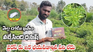 how to control virus spreading in chilli  మిరపలో వైరస్ నివారణ [upl. by Hagar]