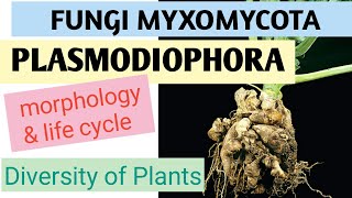 Plasmodiophora Urdu lecture for BSBotany Zoology Chemistry [upl. by Htiderem]