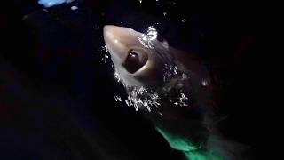 Bigeye Thresher Shark Tagging Hawaii [upl. by Ayn]