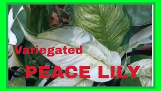 VARIEGATED PEACE LILY [upl. by Bridget57]