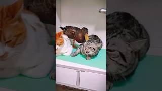 FUNNY CAT AND DUCK 🦆😺 cat funnypet funny laughoutloudcats catvideos cute funnyanimals pets [upl. by Iidnarb660]