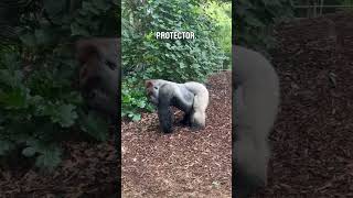 Silverbacks are not just the Strongest silverback [upl. by Denten]