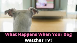 Why Do Dogs Watch TV And React Here’s What Dogs See When They Watch Television [upl. by Areht]