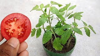 Easiest Method Ever  Tomato Slice to Seedling Time Lapse [upl. by Mohammed]