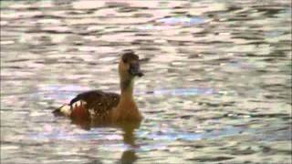 Wandering Whistling Duck [upl. by Allekim141]