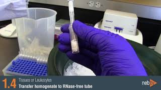 Monarch Total RNA Miniprep Protocol Video [upl. by Iznyl454]