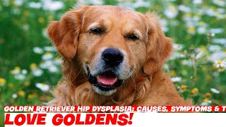 Golden Retriever Hip Dysplasia Causes Symptoms amp Treatment [upl. by Kcirrez]