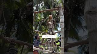 Roofing technique for vernacular hut [upl. by Acinom]