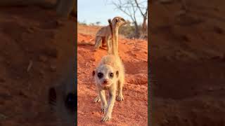 Cute Baby Meerkat Comes to Investigate Camera [upl. by Quenna]