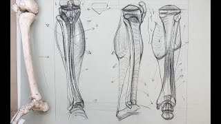 ANATOMY FOR ARTISTS Bones of the Lower LegTibia and Fibula [upl. by Gunas]