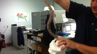 Amazon Tree Boa Corallus hortulanus  Unboxing Rasia amp Griff [upl. by Bord]