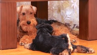 Welsh Terriers  Puppies [upl. by Resay]