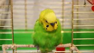 Kesha  russian talking budgerigar [upl. by Nobie224]