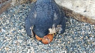 Cal Falcons Annie amp Archies first chick hatches 🐣 Congrats all around 🥳2024 Apr 22 [upl. by Liuqnoj]