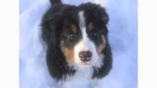 Pros amp Cons of a Bernese Mountain Dog  Dog Breeds [upl. by Fornof]