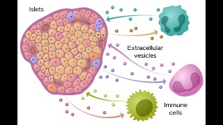 HIRN Webinar Circulating Extracellular Vesicles in Type One Diabetes T1D [upl. by Phia]