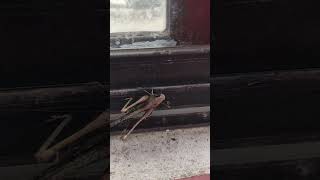 Old insect Grasshopper trending shortvideo shorts [upl. by Aid491]