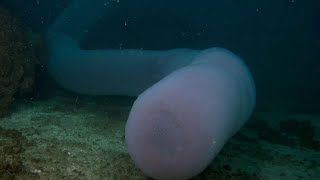 GIANT PYROSOME A superorganism  Oceana [upl. by Alarick]