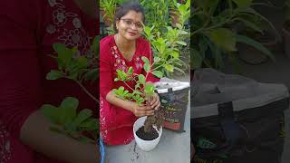 Magic Soil l IFFCO Urban Gardens [upl. by Sharl]