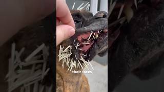 Dog Attacked by Porcupine [upl. by Lussi]