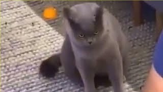 Ce chat est furieux que son maître ait pris un nouveau chaton et le lui fait bien sentir [upl. by Omero997]