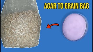 Agar To Grain Bags Spawn Inoculation Mushroom Cultivation [upl. by Mahala]