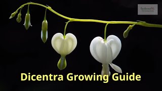 Dicentra Growing Guide  All You Need to Know to Get Started  by Gardeners HQ [upl. by Ellednahs]