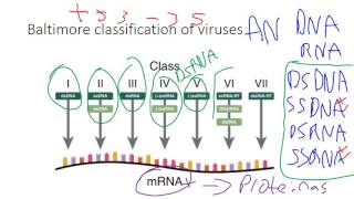 El dogma central de la biología molecular y esquema de Baltimore [upl. by Trefler245]