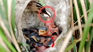 Something happened to the throat of the baby Zitting cisticola bird birdswithme107 [upl. by Darlene]