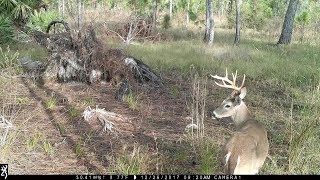 10 Pt amp Two 8 Pt Bucks Together  Trail Camera  Dupuis WEA PBC FL [upl. by Dunning]