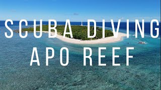 Scuba Diving Apo Reef Mini Tubbataha on a Budget [upl. by Rosita]