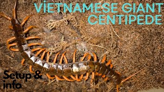 Vietnamese Giant Centipede Setup  SCOLOPENDRA DEHAANI [upl. by Atenaz467]