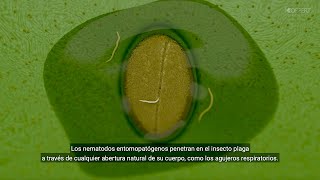 Nematodos entomopatógenos así matan a las orugas [upl. by Elaynad]