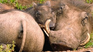 The Smart Way Warthogs Keep Insects at Bay [upl. by Ainsley79]