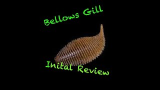 Geecrack Bellows Gill Initial Review [upl. by Ahsikam205]