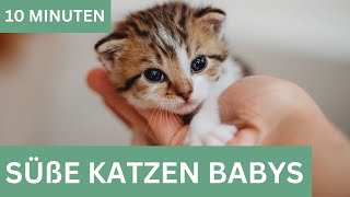 Süße Katzen Baby Videos  Kitten [upl. by Beitris]